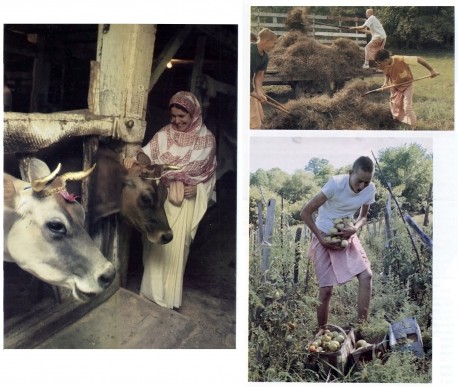 Life on Hare Krishna ISKCON Farm with Cows, 1973(Photos taken at New Vrndavana, ISKCON's 1,000 acre farming community near Wheeling, West Virgina)