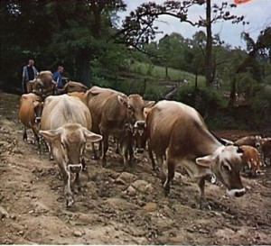 Cows at New Vrindvan ISKCON farm community 1975