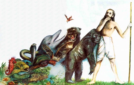 Evolution Illustrated