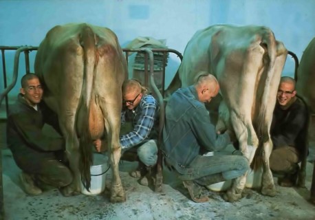 Hare Krishna Devotees Milking Cows at ISKCON's Farm Community New Vrindavan. 1975.