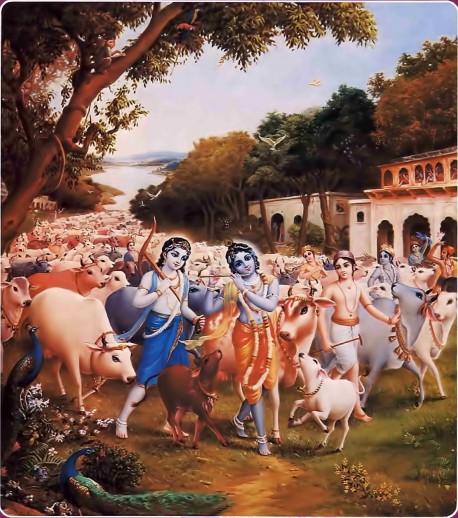 Krishna was very pleased with the atmosphere of the Vrndavana forest, where flowers bloomed and bees and drones hummed jubilantly. While the birds, trees, and branches were all looking very happy, Krishna, tending the cows and accompanied by Sri Balarama and the cowherd boys, began to vibrate His transcendental flute. When the cowherd girls of Vrndavana heard the sweet vibration, they began to talk among themselves about how nicely Krishna was playing His flute. They also described how Krishna dressed, decorated with a peacock feather on His head (just like a dancing actor) and with blue flowers pushed over His ear. His garment glowed yellow-gold, and He wore a vaijayanti garland around His neck. Dressed in such an attractive way, Krishna filled up the holes of His flute with the nectar emanating from His lips. So the cowherd girls remembered Him entering the Vrndavana forest, which is always glorified by the footprints of Krishna and His companions.