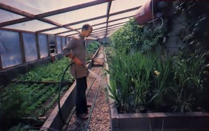 Haribolinanda waters new plants and flowers at iSKCON's New Mayapur Farm in France. 1976.