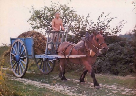 Devarata brings a load of freshly cut straw to the cowshed. New Mayapur ISKCON's farm in France. 1976.