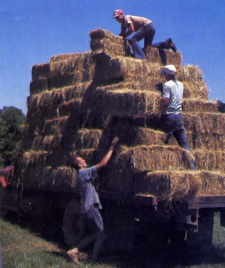 Stacking hay bundles for the cows
