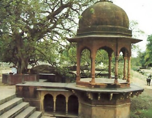 A kadamba tree marks the spot where Krsna battled Kaliya