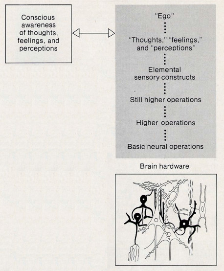 Fig. 4. The relation between consciousness and the physical structures of the brain. Both the contents of consciousness and the physical structures are real, but the contents of consciousness can correspond only to higher·order abstract properties of these structures. As in Figure 3, these properties a re represented by the hierarchy of symbolic descriptions enclosed within the tinted section.