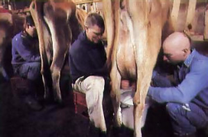 milking cows in Mississippi