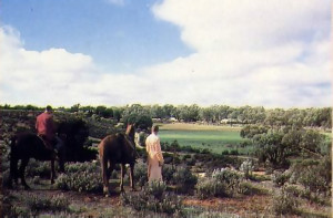 Horses are ideal for getting a round vast new Australian farm.