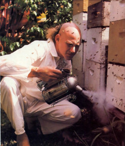Smoking the hives triggers a honey-gorging reflex in the bees, who then become sluggish and easier to handle.