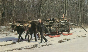 Vaisnava dasa guides the oxen over a snow-covered trail during a run to bring in wood for the temple.