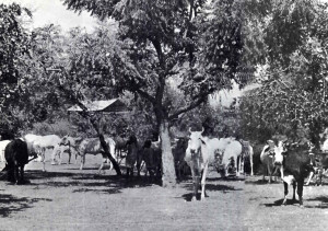 In a manner similar to Krishna and the cowherd boys, children still tend herds of cows in the fields and forests surrounding Goverdhan Hill today.