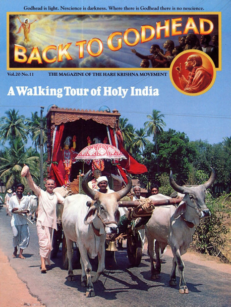 Riding on an ox cart , deities of Srila Prabhupada and Lord Cairanya and Lord Nityananda are the inspirational nucleus of one of recent history's most ambitious walking pilgrimages.
