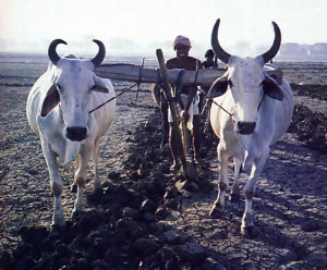 bulls plow the land before the seasonal rains arrive