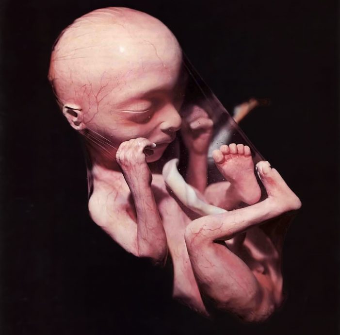 Life in the Womb