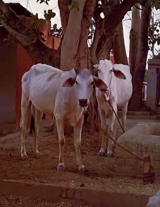 Cows in Vrindavan. 1975.