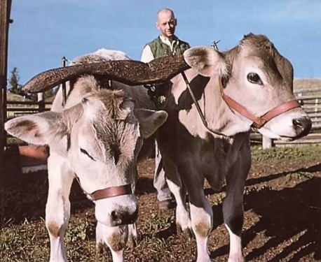 Baby bulls train as oxen at New Gokula.