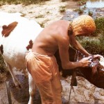 A farm worker bathes Maharani,a thoroughbred Freesland cow from Europe who gives about sixteen pounds of milk a day.