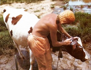 A farm worker bathes Maharani,a thoroughbred Freesland cow from Europe who gives about sixteen pounds of milk a day.
