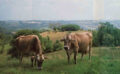 Cow Protection – Practical Necessity for a Peaceful Society
