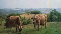 Cow Protection – Practical Necessity for a Peaceful Society