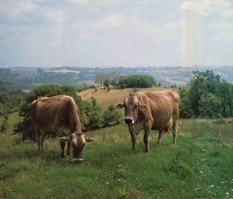 Cows at ISKCON's New Vrindavan Farm Community, Moundsville, West Virginia