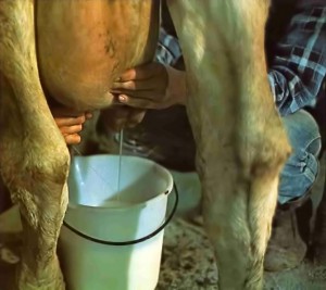 Milking cows at ISKCON's New Vrindvan Farm Community. 1975.