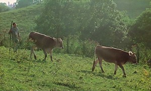 Rounding up the bulls at the Hare Krishna farm community, New Vrindavan, 1975.