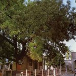 Ancient nim tree under which Lord Caitanya took His birth gave Him His youthful nickname of "Nimai.'' 1976.
