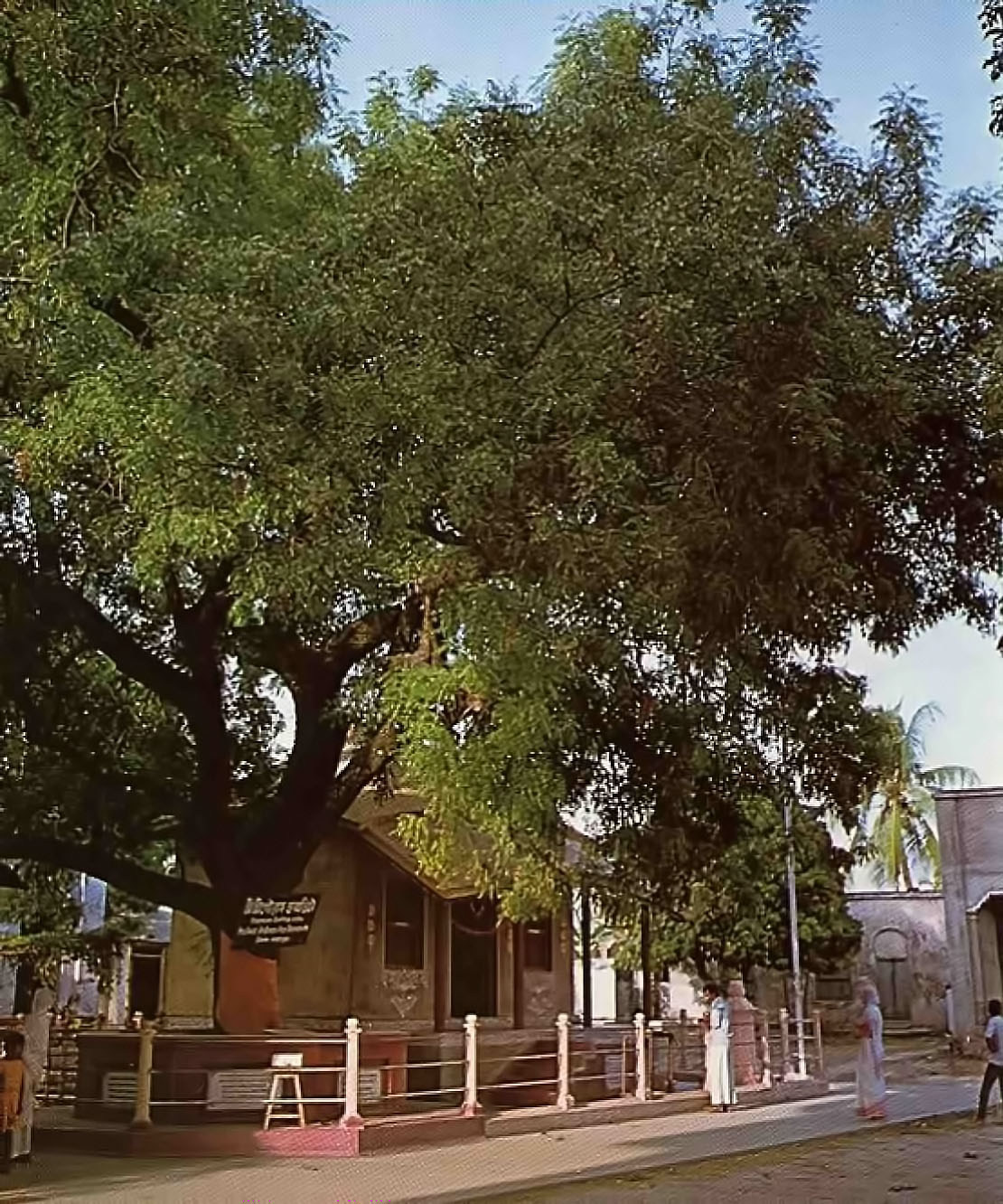 Ancient nim tree under which Lord Caitanya took His birth gave Him His youthful nickname of “Nimai.” 1976.