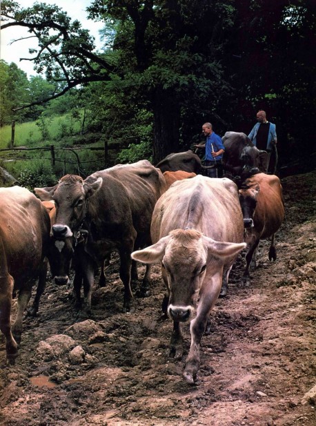 Cows at Hare Krishna Farm - 1976