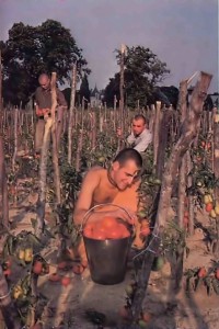 Devotee picking tomatoes at New Mayapur, ISKCON's Farm in France. 1976.