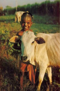 Young Boy with cow in Indian Village, 1976.