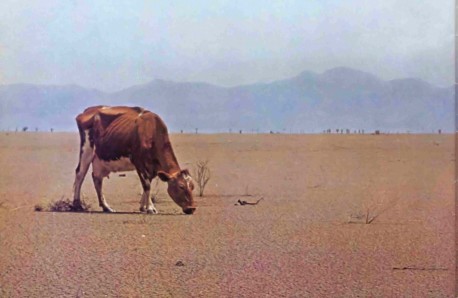 The Weather Emergency: Skinny Cow grazing on barron land - 1977
