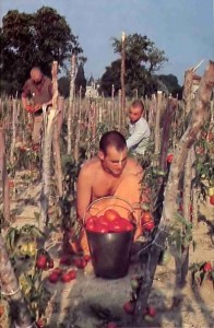 Vegetables, grains, and fruit of all kinds grew in abundance on ISKCON farms - 1977