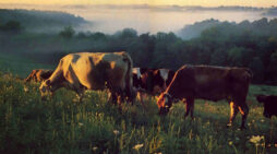 Farming With Krishna in Mind