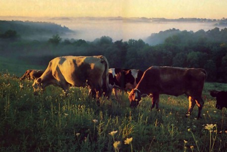 The ISKCON New Vrindavan forty-cow milk herd grazes on the upper pasture at dawn. - 1977