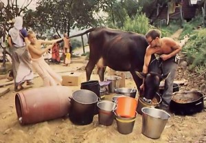 Cow eats out of Sunday Feast Serving Pots New Vrindavan - 1977