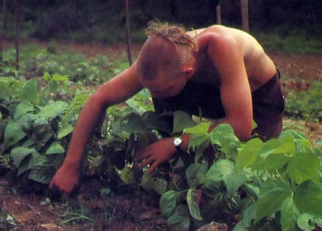 pulling weeds out of the bean patch (above):  community members want to live on the land, keep some cows, do plain, honest work, and please Lord Krsna. Their open secret: "Work to please Krsna, and everyone will be pleased."