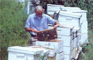 Five tons of honey a year come from fifty hives