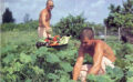 How Krsna’s Garden Grows