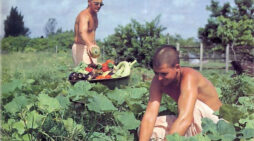How Krsna’s Garden Grows