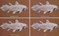 Evolution Or Production?