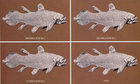 Since the theory of evolution requires a continuous process of gradual change in living forms, it has great difficulty explaining "living fossils" like the coelacanth (above), which r emains virtually unchanged after 300 million years.