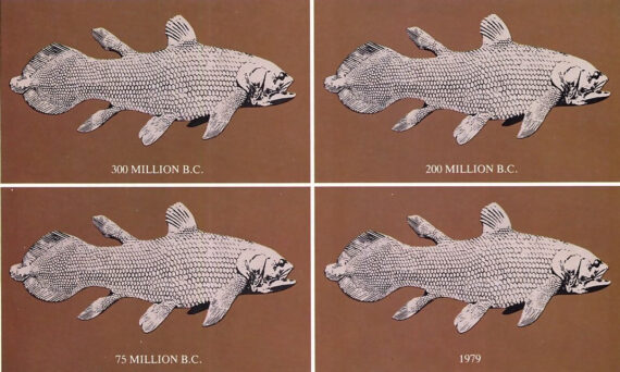 Evolution Or Production?