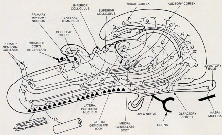 Fig. 2. Some of the main neural pathways in the brain .