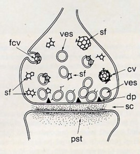 Fig. 4. A single synaptic junction between two nerve cells. (psi: postsynaptic thickening; sc: synaptic cleft; dp: dense projections; ves: vesicle; cv: complex vesicle; fcv: formation of complex vesicle; sf: s hell fragments. )