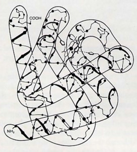 Fig. 5.  The three-dimensional structure of myoglobin, a large biological molecule. Can knowledge of the configurations of such molecules convey anything about the nature of our conscious awareness'!