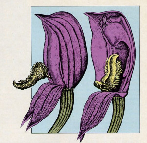 Two views from Darwin's book on orchids show the structure of that flower. Having argued that God would not create a flow er with such a design. Darwin concluded that such flowers mu st have arisen by evolution.