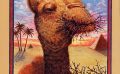 The Camel and the Thorns
