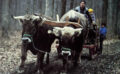 OX Power